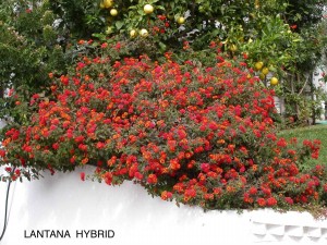 Lantana hybrid 3